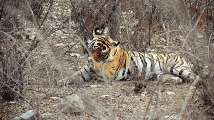 Jumbo used to track tigress tramples woman
