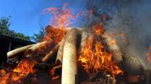 From elephant skins to tiger bones, Myanmar torches $1.3 million of il...