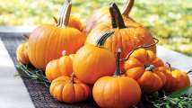 Pumpkin tales