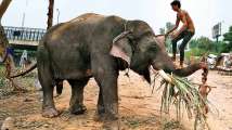 Maharashtra: Elephant hired to nab tigress kills woman