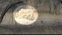 Watch: A lioness taking care of a leopard cub in Junagarh