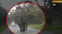 Watch: Tusker charges car in Karnataka’s Mudumalai