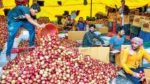 'Trying to deploy new technology to grow apples': Farmers in...