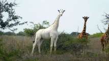 Poachers kill rare white giraffes in Kenya's sanctuary, leaves ne...