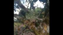 Alien or Mantis? This bizarre creature has left many Twitter users con...