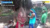 Women offer prayers on occasion of ‘Vat Savitri Pooja’ in UP’s Prayagraj 