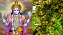 Amla Navami 2020: Significance, muhurat , puja vidhi of Akshaya Navami