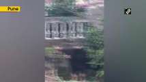 Indian bison enters residential colony in Pune, later rescued 