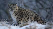 Three snow leopards test positive for coronavirus; sixth confirmed ani...