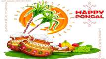 Pongal 2021: Best Whatsapp greetings, wishes, quotes to share with you...