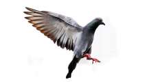 Pigeon faces death penalty for travelling 13,000 kilometres, here...