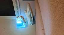 Woman finds snake guarding her food delivery, netizens find it amusing...