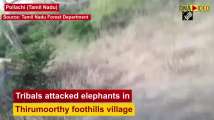 Tamil Nadu tribals hit elephants mercilessly, wildlife activists demand str...
