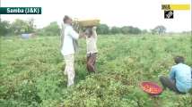 Farmers of J&K’s Samba struggle to sell produce during COVID lockdown