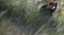 First Tasmanian devils born in 3,000 years in the Australian mainland