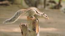 Tamil Nadu Electricity Minister trolled for saying 'squirrels cau...