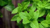 Tulsi to ginger: Beat seasonal illness with effective ancient herbs