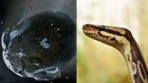 Massive asteroid collision helped cobras, pythons, vipers and boas evo...