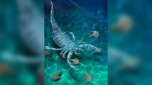 Dog-sized sea scorpions existed 400 million years ago, says study