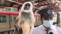 Langur cutouts planted at Lucknow metro stations to tackle monkey mena...