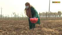 Rise in saffron production brings joy to Kashmir farmers