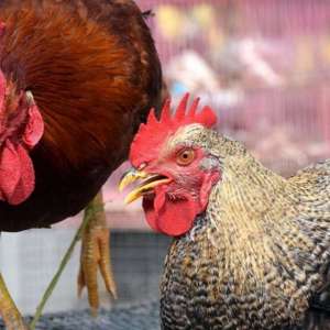Bird Flu Scare: Is it safe to eat chicken, eggs? - Vimarsana News