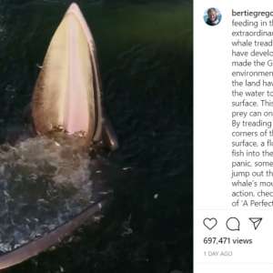 Watch: Stunning drone footage of Eden whale hunting fish - Vimarsana News