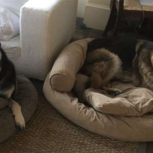 ''First dogs'' Champ and Major move into White House - Vimarsana News