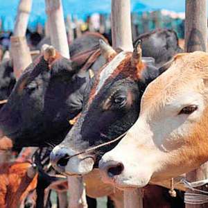 'Cow science' online exam scheduled for February 25 postponed, know eligibility criteria - Vimarsana News