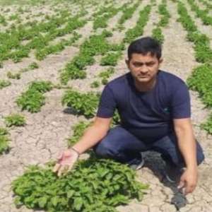 Farmer's claim of cultivating 'hop-shoots' that sell for Rs 1 lakh per kg proves false - Vimarsana News