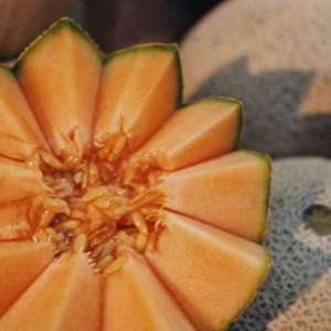 Malaysian farmers attempt to grow prized Japanese muskmelons - Vimarsana News