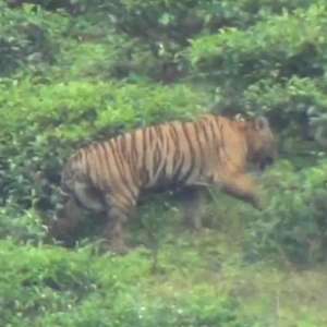 Tiger 'MDT23' may not be a man-eater, Madras HC tells TN Forest Department; Dept clarifies - Vimarsana News