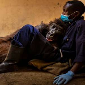 Social media star mountain gorilla Ndakasi aged 14 dies in arms of her caretaker - Vimarsana News