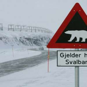 DNA Explainer: Why the Arctic may not have any polar bears left by 2100 - Vimarsana News