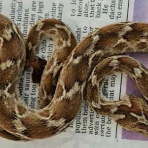 One of the world's deadliest snakes, a saw-scaled viper ships itself from India to the UK - Vimarsana News