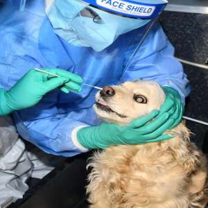 Alpha variant of COVID-19 detected in cats, dogs leading to severe Myocarditis: Study - Vimarsana News