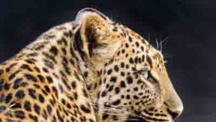 Bengaluru leopard scare: 130 schools remain shut