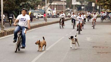 stray dog attack: Latest News, Videos and Photos on stray dog ...