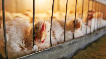 Department Of Animal Husbandry Latest News Videos And Photos On Department Of Animal Husbandry Dna News