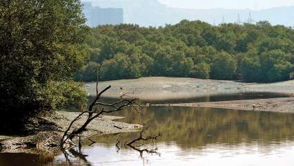Thane creek: Latest News, Videos and Photos on Thane creek - DNA News