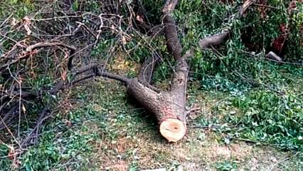 Sandalwood Tree Information How To Care For Sandalwood Trees