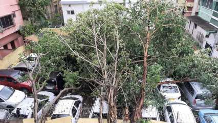 Cyclone Amphan has uprooted hundreds of trees in Kolkata
