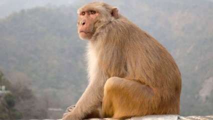 Monkey Latest News Videos And Photos On Monkey Dna News