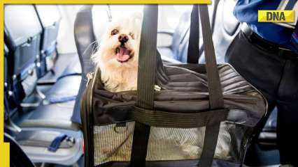 Akasa Air to allow travelling of pet dogs, cats from November
