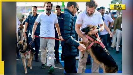 Bharat Jodo Yatra: Rahul Gandhi rides Royal Enfield Bullet in MP, plays with dog in viral video