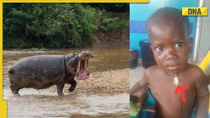 Hippopotamus swallows ‘2-year-old boy’ in shocking attack, know what happened next