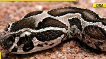 Greater Noida news: After leopard, python spotted in Greater Noida West Techzone 4