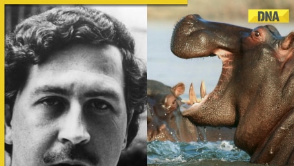 Drug lord Pablo Escobar's 'cocaine hippos' to be shipped to India, what's special about these animals
