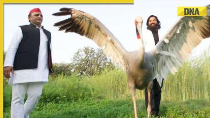 UP man faces Wildlife Protection Act charges after rescuing, caring for Sarus crane