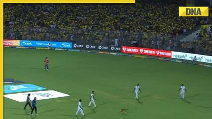 IPL 2023: Dog invades ground during CSK vs LSG match, video takes internet by storm